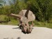 Lebka Triceratopse 1.JPG