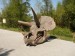 Lebka Triceratopse 2.JPG