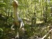 Ornithomimus 2.JPG