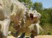 Pychycephalosaurus  3.JPG